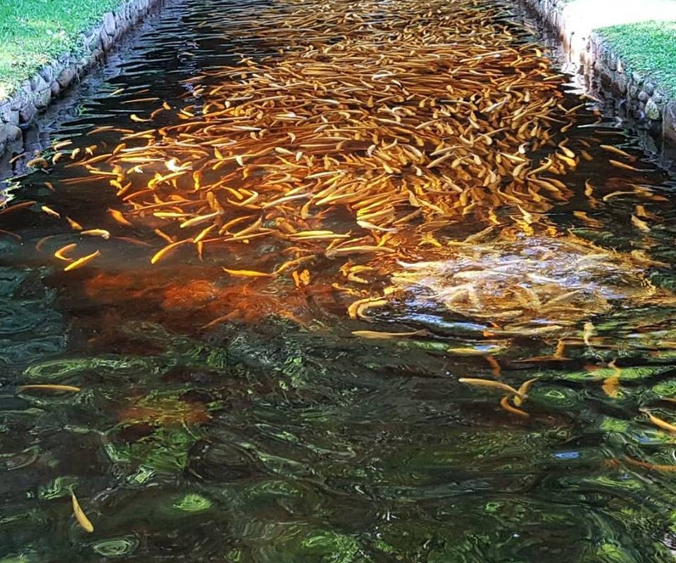 Fischzucht Zordel Eyachtal – Schwarzwaldforellen und mehr